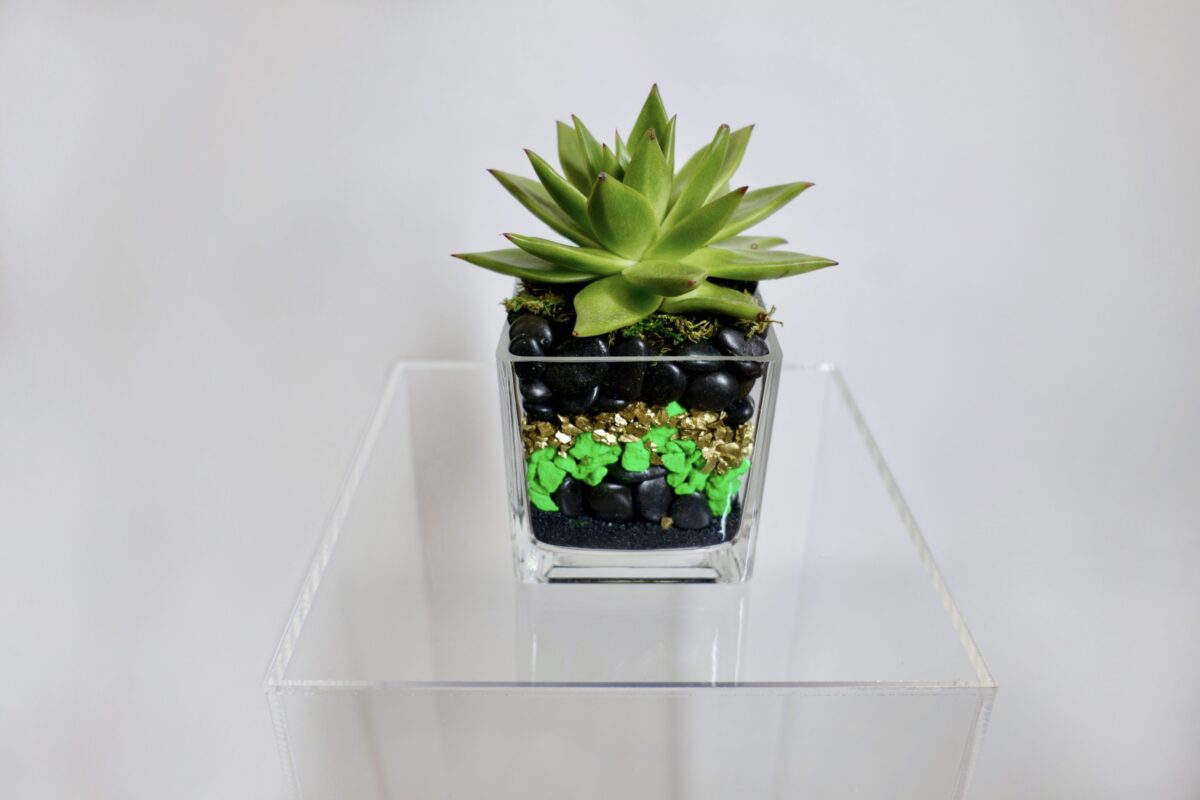 Small Succulent Cube