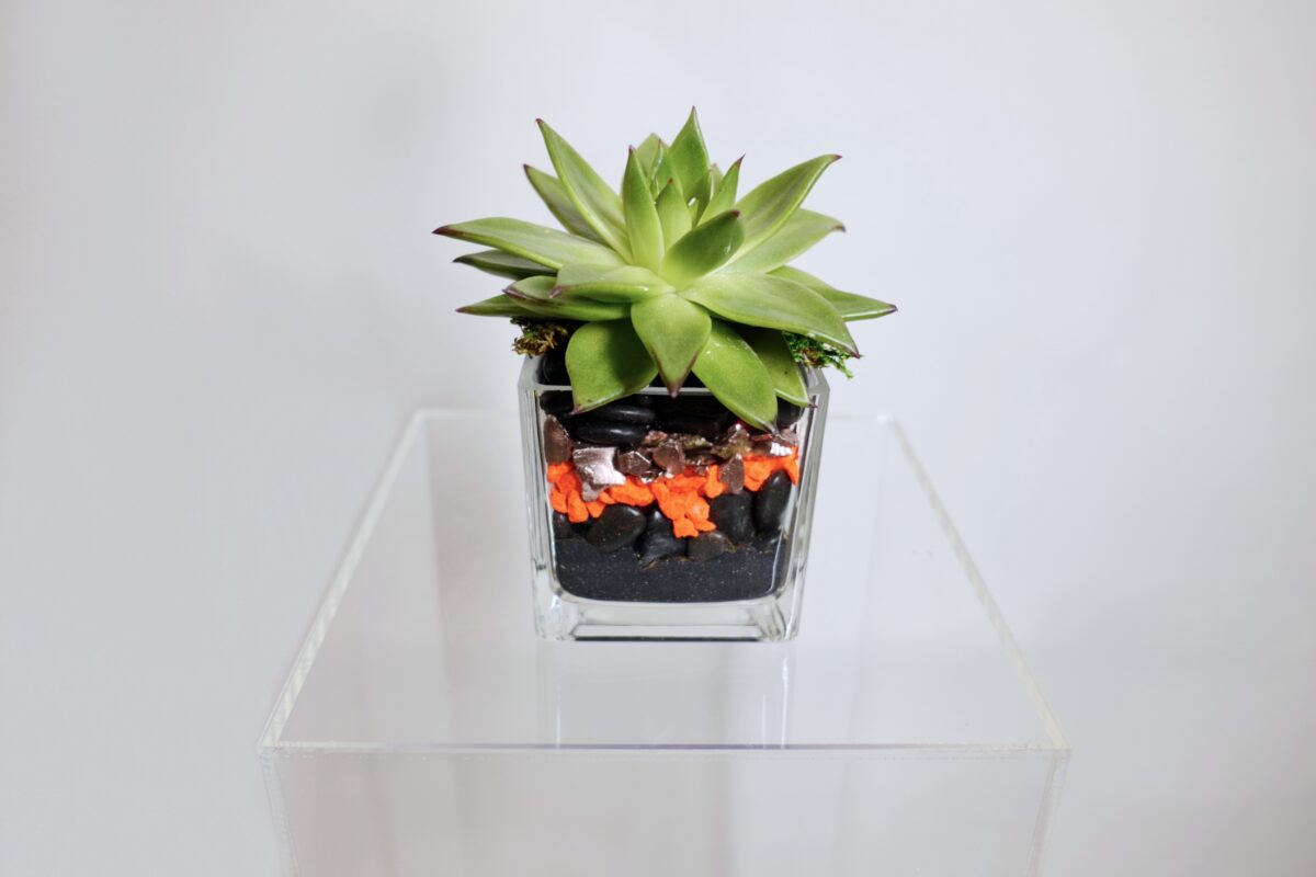 Small Succulent Cube