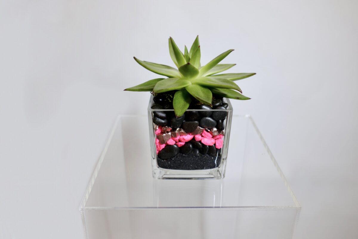 Small Succulent Cube